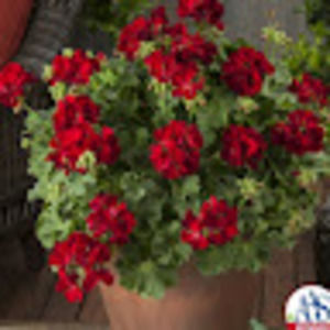 Meet your Posher, Annette